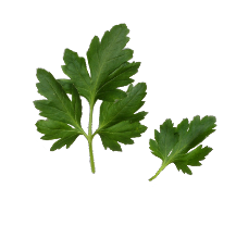 Deux feuilles de persil