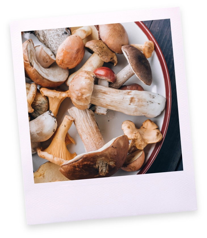 Polaroïd d'une farandole de champignons.