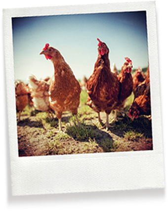 œufs de poules élevée en plein air