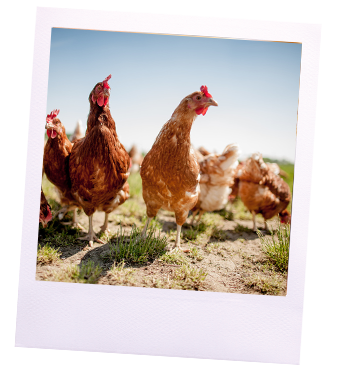 Poulets levés en plein air